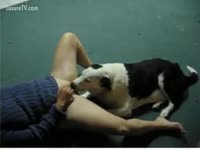 Zoo XXX Movie - Mutt licks a juice wet crack
